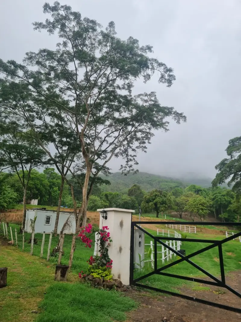 Campo